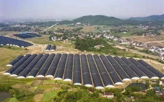枞阳县最新新闻 - 枞阳县最新消息