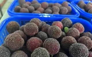 最近关于杨梅的新闻（最近关于杨梅的新闻有哪些）