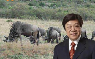 宁晋新闻最新消息，宁晋新闻最新消息疫情