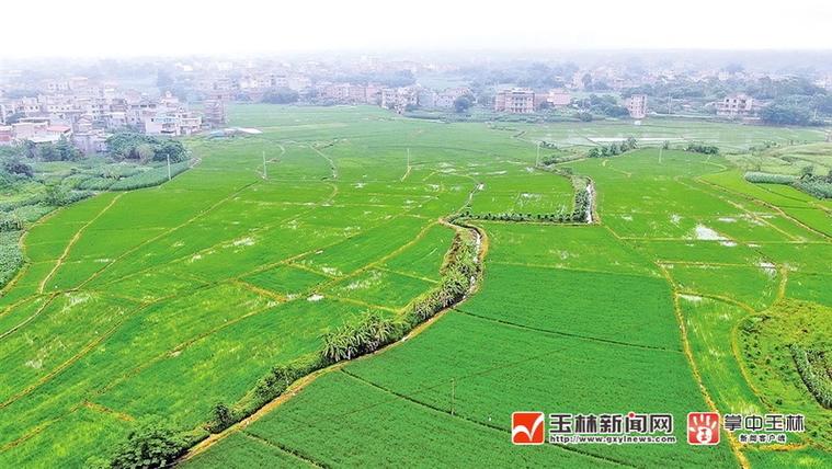 广西兴业县蒲塘镇新闻,广西玉林兴业县蒲塘镇-第2张图片-华田资讯 广西兴业县蒲塘镇新闻,广西玉林兴业县蒲塘镇-第2张图片-华田资讯