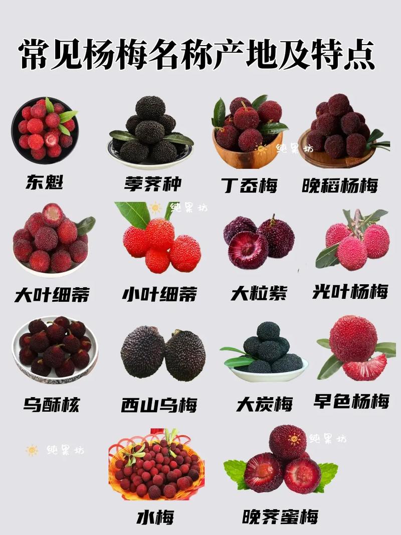 最近关于杨梅的新闻(最近关于杨梅的新闻有哪些)-第5张图片-华田资讯 最近关于杨梅的新闻(最近关于杨梅的新闻有哪些)-第5张图片-华田资讯