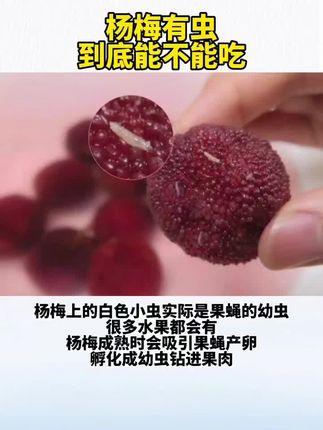 最近关于杨梅的新闻(最近关于杨梅的新闻有哪些)-第7张图片-华田资讯 最近关于杨梅的新闻(最近关于杨梅的新闻有哪些)-第7张图片-华田资讯