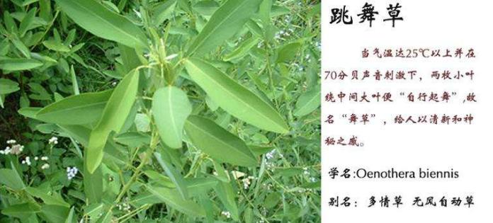 蓝湾氨糖新闻联播(蓝湾氨糖是保健品吗)-第5张图片-华田资讯 蓝湾氨糖新闻联播(蓝湾氨糖是保健品吗)-第5张图片-华田资讯