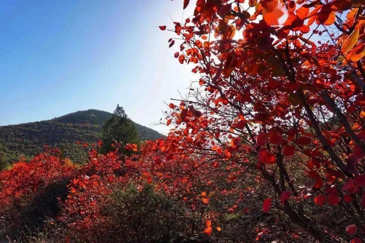 青神县新闻今日(青神县新闻联播)-第4张图片-华田资讯 青神县新闻今日(青神县新闻联播)-第4张图片-华田资讯