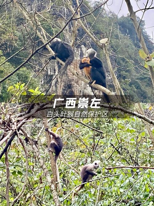 广西崇左新闻头条(广西崇左新闻网官方网站首页)-第5张图片-华田资讯 广西崇左新闻头条(广西崇左新闻网官方网站首页)-第5张图片-华田资讯