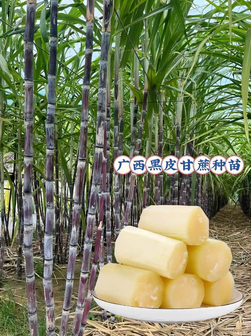 英德英德新闻最新消息 - 英德最新闻事件-第5张图片-华田资讯 英德英德新闻最新消息 - 英德最新闻事件-第5张图片-华田资讯